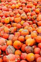 coclorful orange pumpkin in autumn outdoor