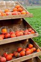 coclorful orange pumpkin in autumn outdoor