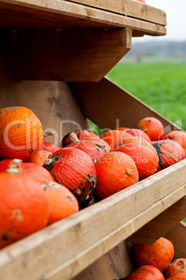 coclorful orange pumpkin in autumn outdoor