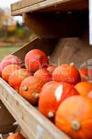 coclorful orange pumpkin in autumn outdoor