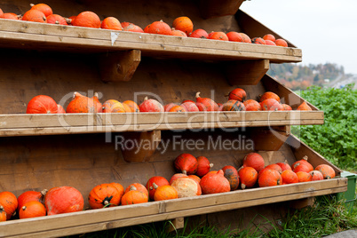 coclorful orange pumpkin in autumn outdoor