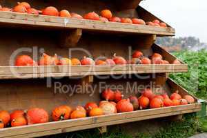 coclorful orange pumpkin in autumn outdoor