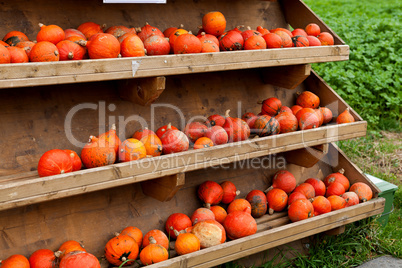 coclorful orange pumpkin in autumn outdoor