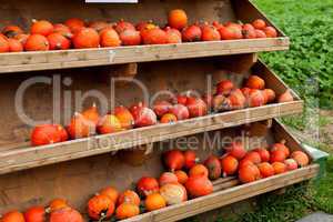 coclorful orange pumpkin in autumn outdoor