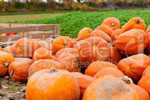 coclorful orange pumpkin in autumn outdoor