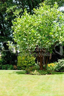 garden park with green tree and lawn in summer