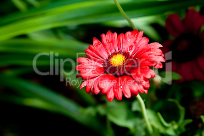 beautiful red gerbera flower in summer