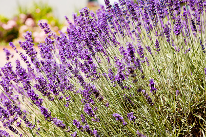 beautiful lavender flowers outside in summer