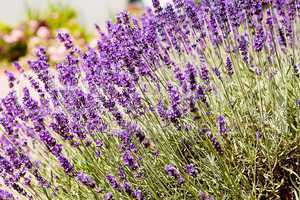 beautiful lavender flowers outside in summer
