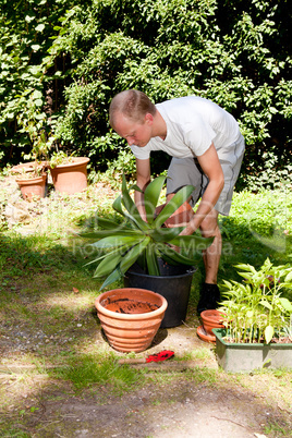 gardener repot green aloe vera plant in garden