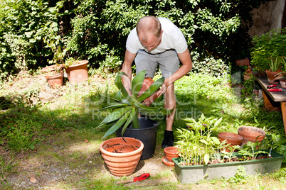 gardener repot green aloe vera plant in garden