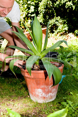 gardener repot green aloe vera plant in garden