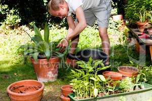gardener repot green aloe vera plant in garden