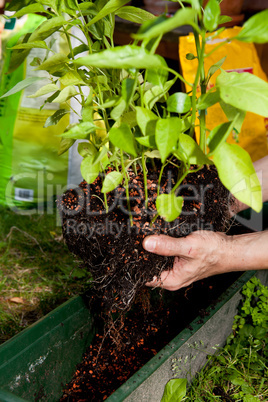 gardener repot green aloe vera plant in garden