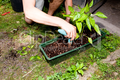 gardener repot green aloe vera plant in garden