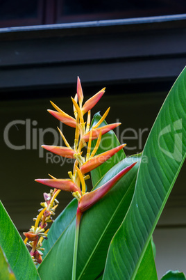 Colorful orange tropical strelitzia flowers