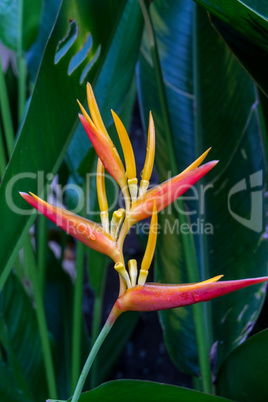 Colorful orange tropical strelitzia flowers