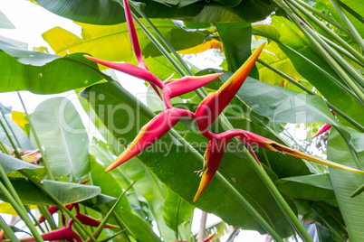 Colorful orange tropical strelitzia flowers