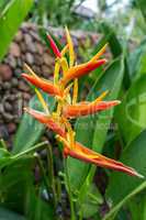 Colorful orange tropical strelitzia flowers