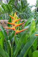 Colorful orange tropical strelitzia flowers