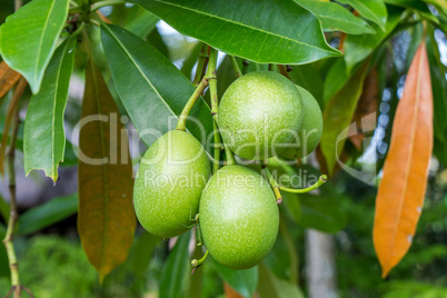 Fresh green mango fruit plant outside in summer