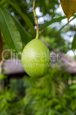 Fresh green mango fruit plant outside in summer