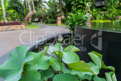 Beautiful fragrant pink water lily