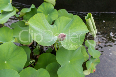 Beautiful fragrant pink water lily