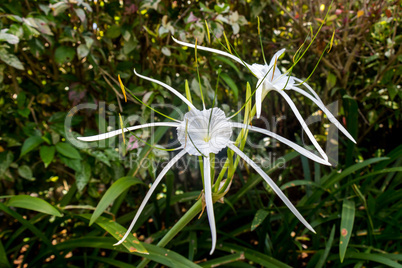 Beautiful spider lily, Hymenocallis littoralis