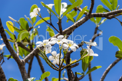Frangipani flowers on the tree