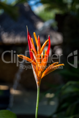 Colorful orange tropical strelitzia flowers