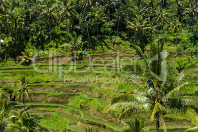 Lush green terraced farmland in Bali