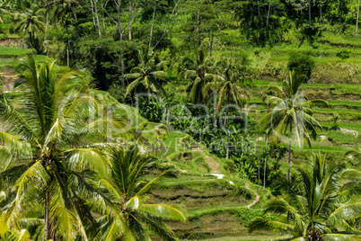 Lush green terraced farmland in Bali