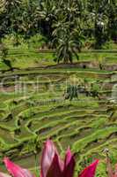 Lush green terraced farmland in Bali