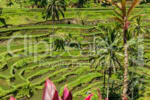 Lush green terraced farmland in Bali