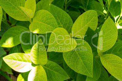 Background of fresh green leaves