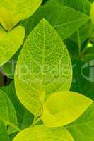 Background of fresh green leaves