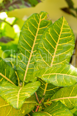 Colorful yellow and green Croton leaf