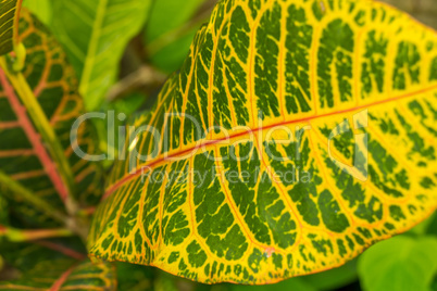 Colorful yellow and green Croton leaf