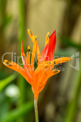 Colorful orange tropical strelitzia flowers