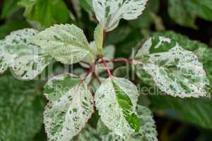 Ornamental variegated leafy shrub