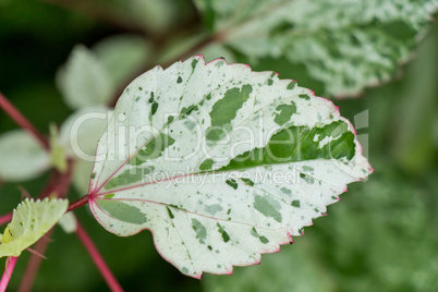 Ornamental variegated leafy shrub