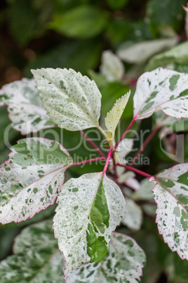 Ornamental variegated leafy shrub