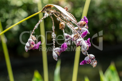 Delicate purple flower