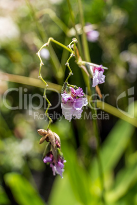 Delicate purple flower