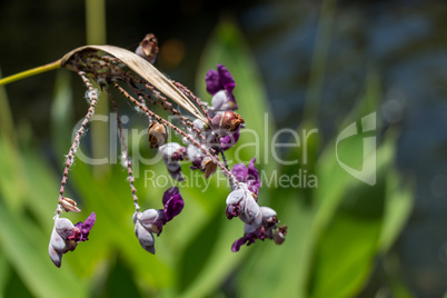 Delicate purple flower