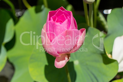 Beautiful fragrant pink water lily