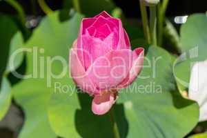 Beautiful fragrant pink water lily