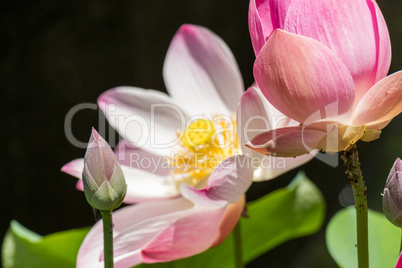 Beautiful fragrant pink water lily