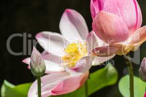 Beautiful fragrant pink water lily